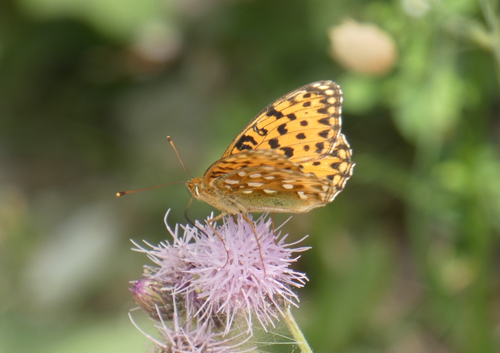 Argynnis?  Sì, Argynnis aglaja